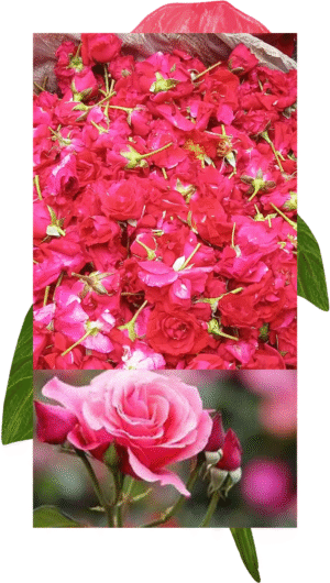 Bulk Kashmiri Rose Flowers (per kg)