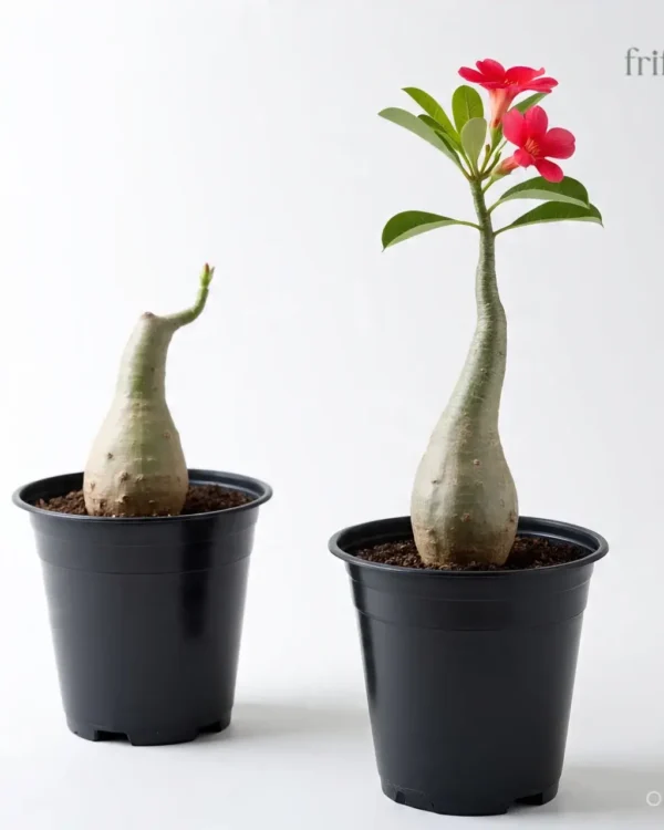 Adenium Plant - Desert Rose | बोनसाई फूलों वाला पौधा