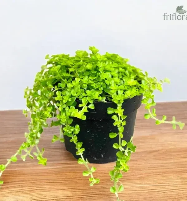 Baby Tears Plant | Mat-Like Indoor Creeper | बॅबी टियर्स प्लांट