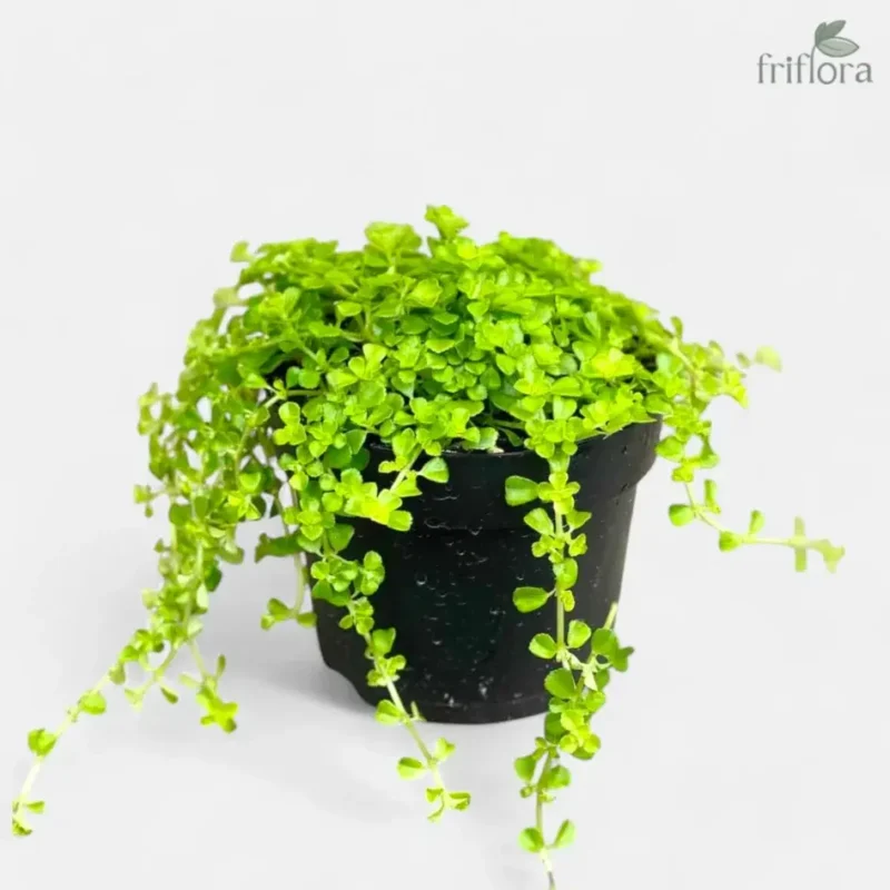 Baby Tears Plant | Mat-Like Indoor Creeper | बॅबी टियर्स प्लांट - Image 2