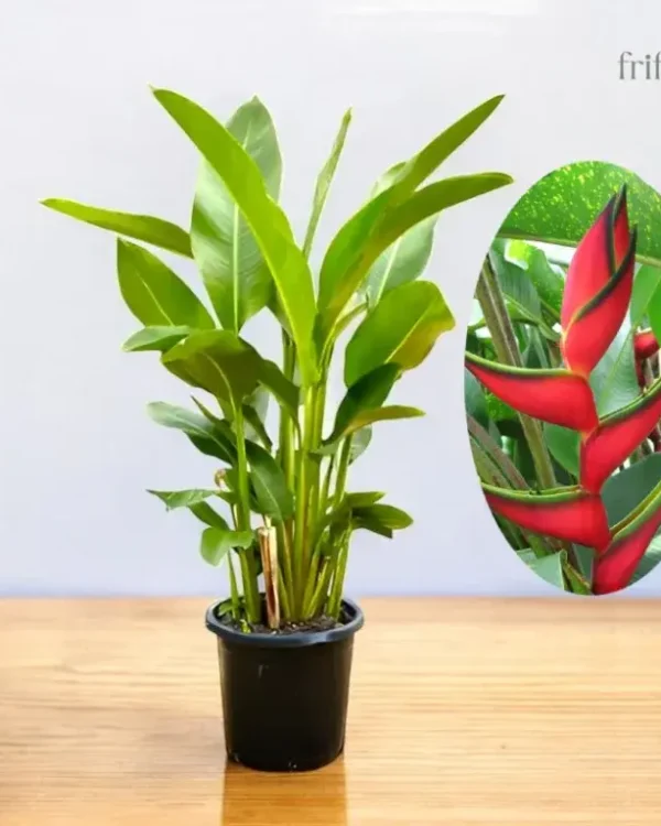 Heliconia Bihai Plant | Exotic Tropical Flower Plant | हेलिकोनीया बिहाई