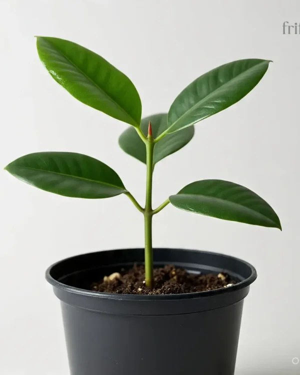 ZZ Plant | Low Maintenance Lucky Indoor Plant | ज़ी ज़ी प्लांट