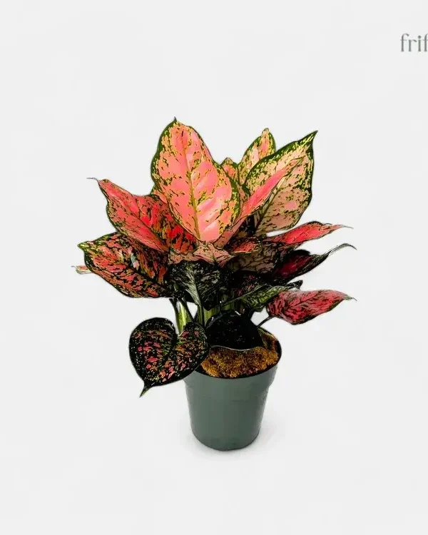 Aglaonema Red Plant | Beautiful Indoor Plant | अग्लोनिमा रेड