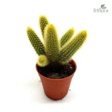 Cleistocactus Tarantula | Rare Cactus with Hairy Spines | क्लाइस्टोकैक्टस टारेंटुला