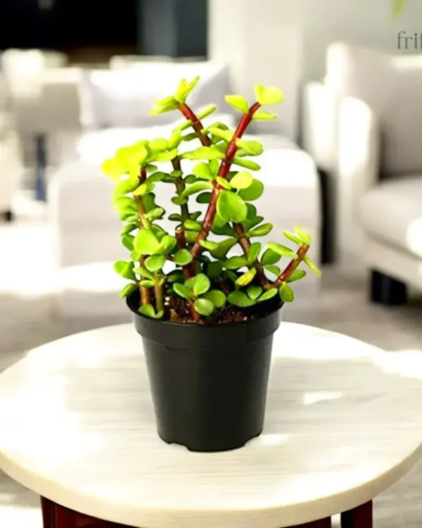 Jade Plant | Lucky Succulent for Wealth & Prosperity | जेड प्लांट