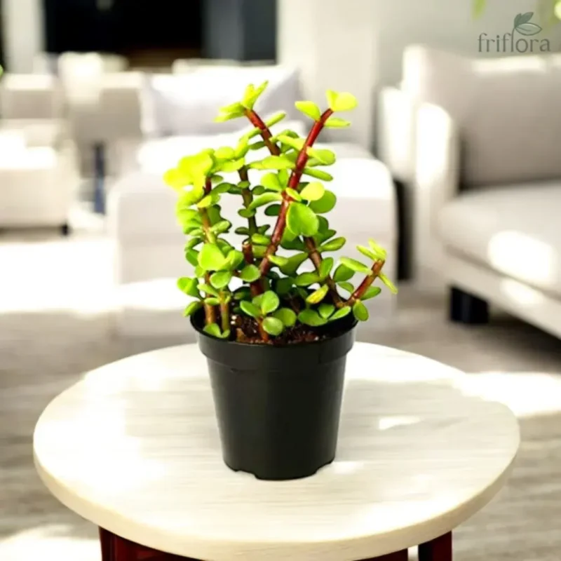 Jade Plant | Lucky Succulent for Wealth & Prosperity | जेड प्लांट