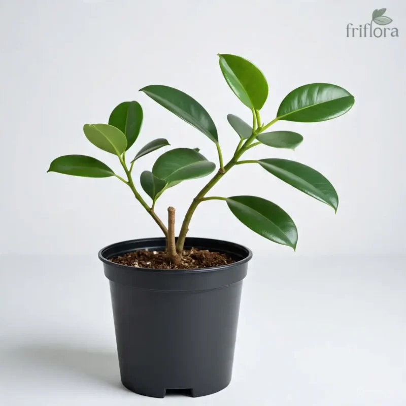 Jade Plant | Lucky Succulent for Wealth & Prosperity | जेड प्लांट - Image 2