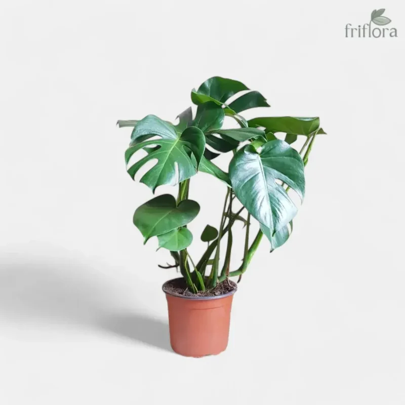 Monstera Deliciosa | Swiss Cheese Plant | मॉन्स्टेरा डेलिसिओसा - Image 3