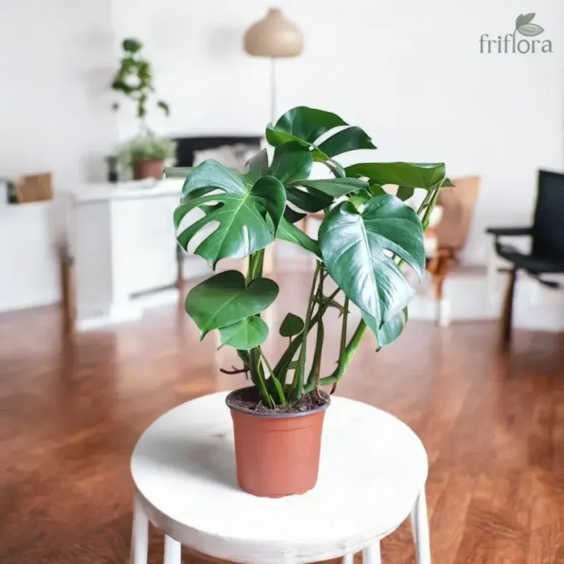 Monstera Deliciosa | Swiss Cheese Plant | मॉन्स्टेरा डेलिसिओसा - Image 2