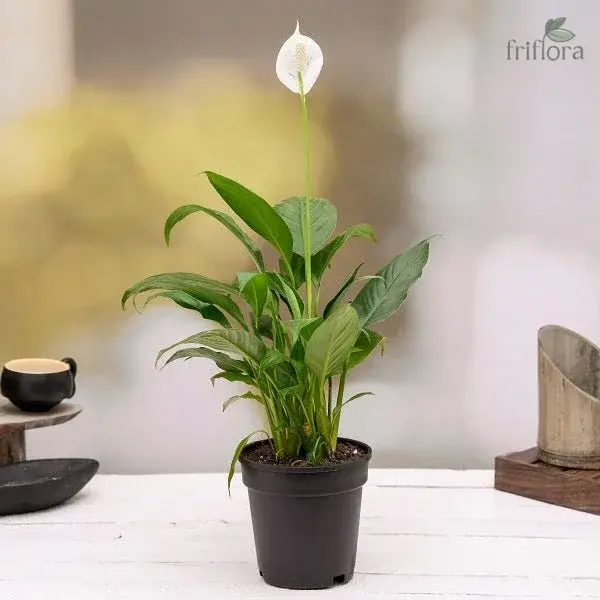 Peace Lily Plant | Air Purifying & Indoor Flowering Plant | पीस लिली प्लांट