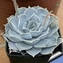 Echeveria Bluebird | Rare & Beautiful Succulent | एकेवेरीया ब्लूबर्ड