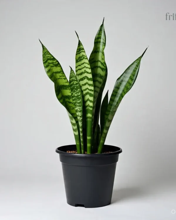 Snake Plant | Air Purifying & Lucky Indoor Plant | स्नेक प्लांट