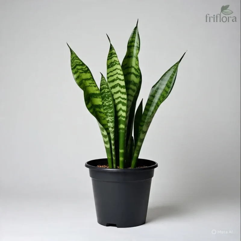 Snake Plant | Air Purifying & Lucky Indoor Plant | स्नेक प्लांट