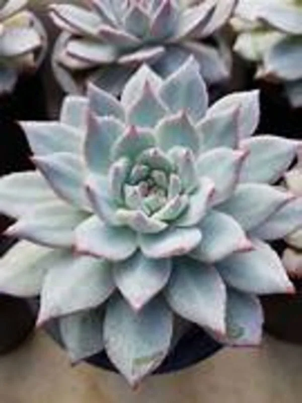 Echeveria Bluebird Succulent Plant – Exotic Low Maintenance Indoor Beauty