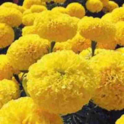 Fresh Yellow Marigold Flowers for Puja, Wedding & Festival Decoration