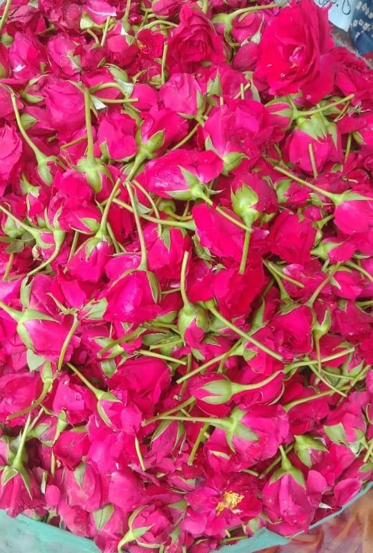 Fresh Pink Loose Rose Flowers – Premium Quality (Per Kg)