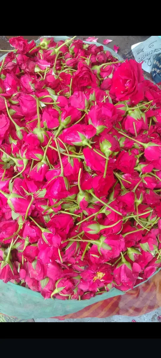 http://Fresh%20Pink%20Loose%20Rose%20Flowers%20–%20Premium%20Quality%20(Per%20Kg)