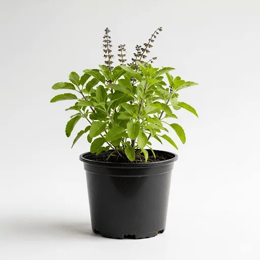 http://Tulsi%20Plant%20(Holy%20Basil)%20–%20Buy%20The%20Queen%20of%20Herbs